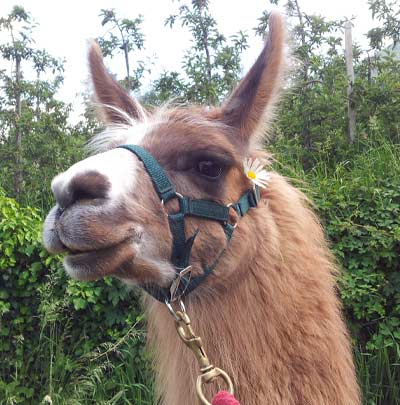 Partnerbetrieb Baumgartenhof in Tabland