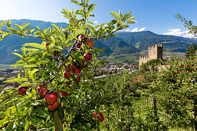 Obst- und Weinbauhof