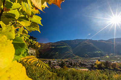 Obst- und Weinbauhof Oberbrunnhof