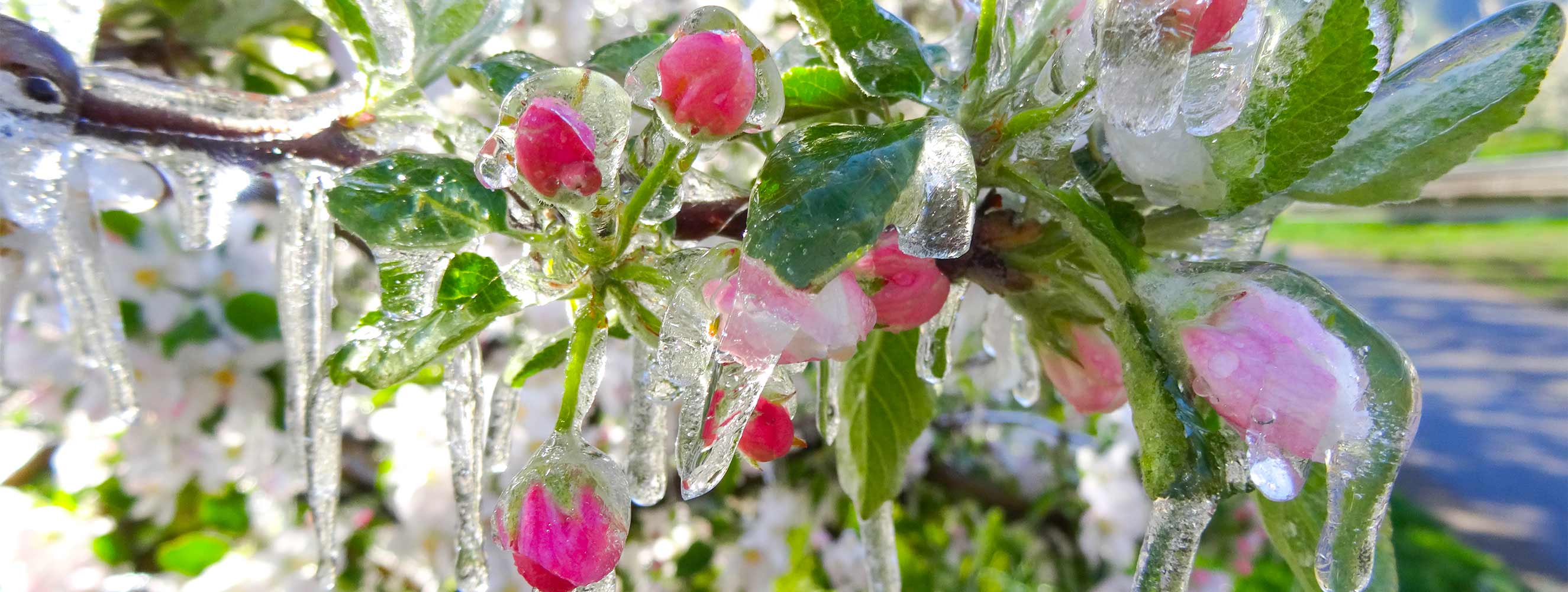 Ferienwohnung Apfelblüte - Oberbrunnhof