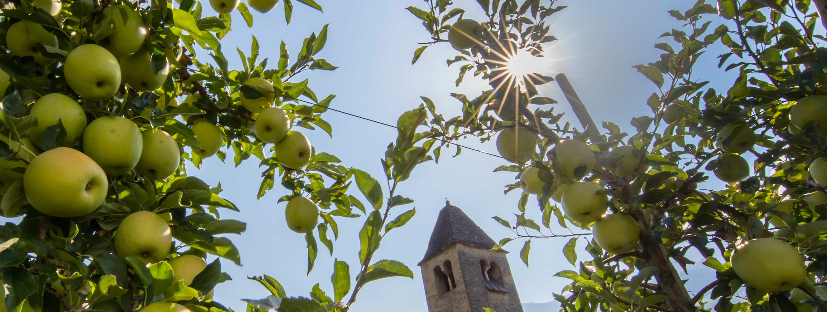 Obst- und Weinbauhof Oberbrunnhof