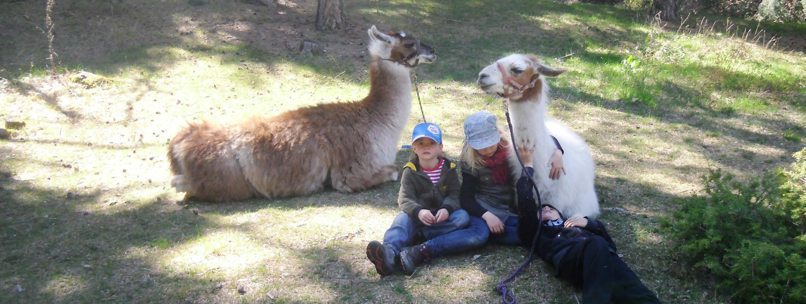 Lama-Trekking mit unserem Partnerbetrieb Baumgartenhof in Tabland