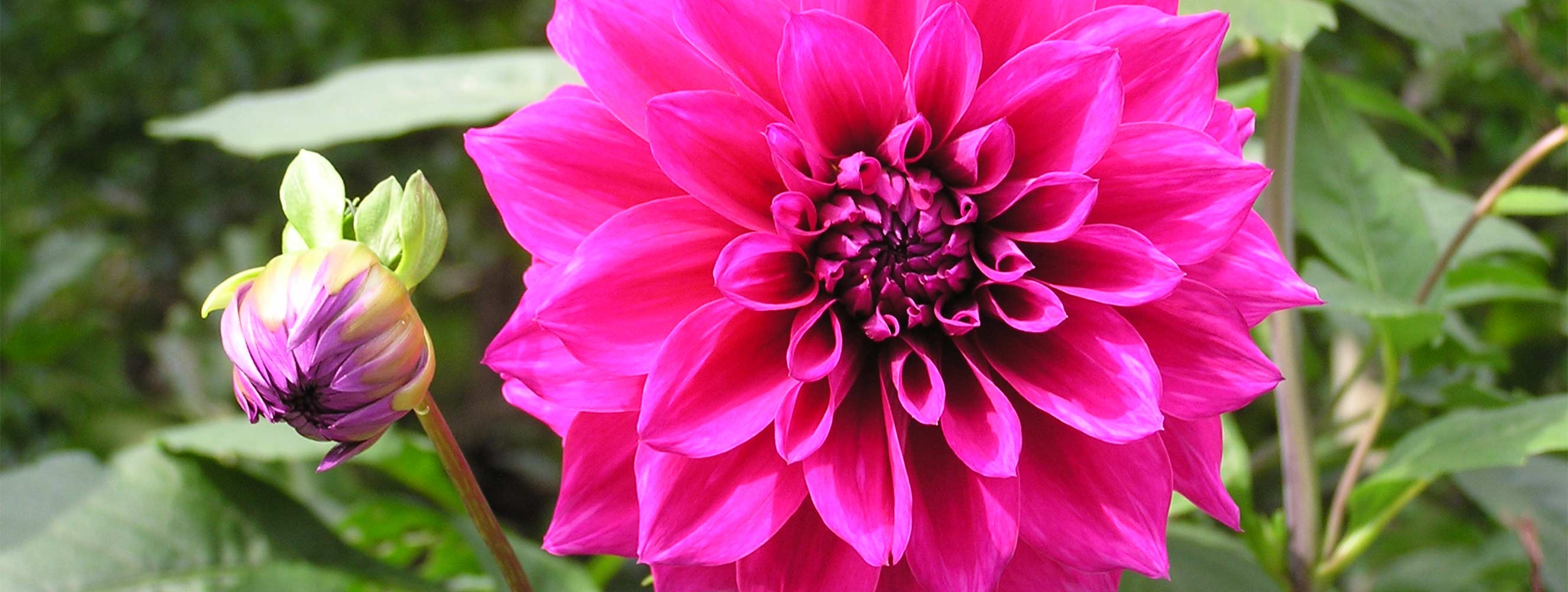 Ferienwohnung Lichtnelke - Oberbrunnhof