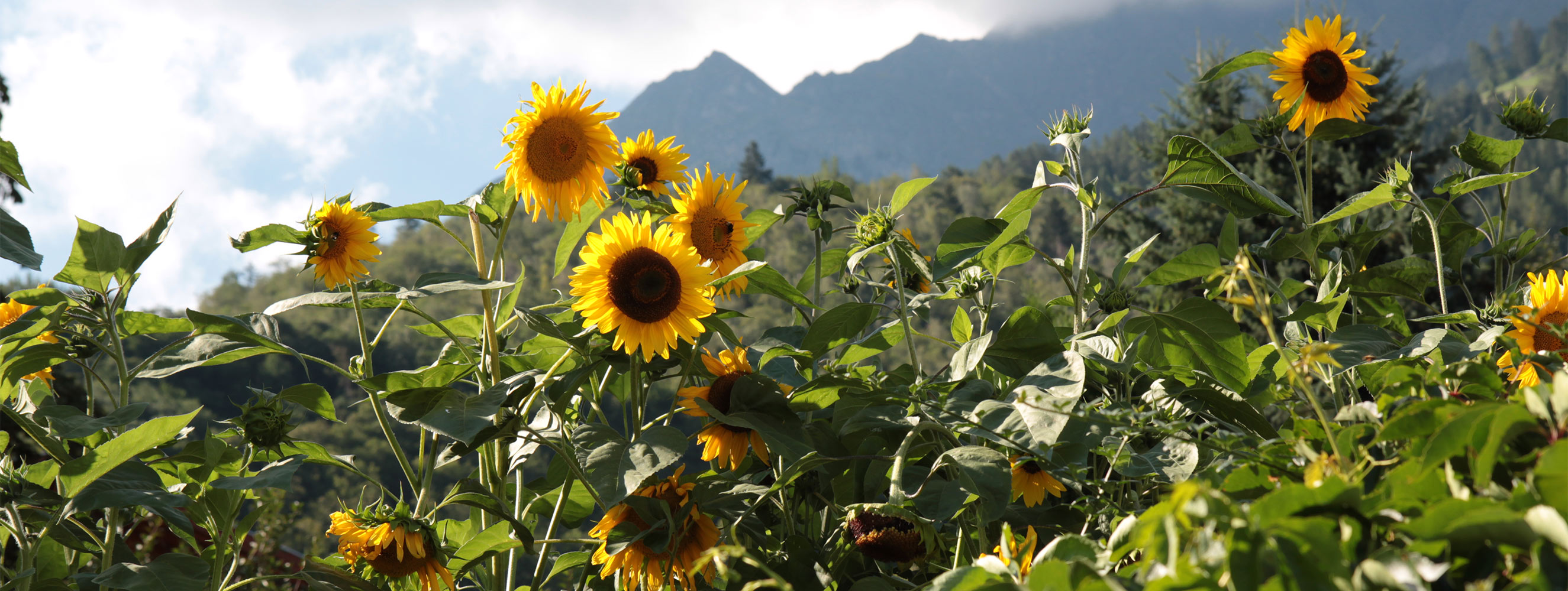 Ferienwohnung Sonnenblume - Oberbrunnhof
